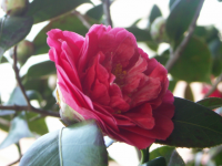Pink Flower