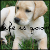 Cute Dog