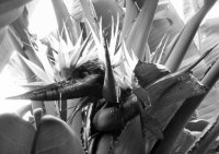 Bird of Paradise