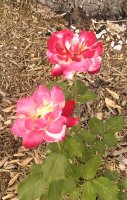lonely roses
