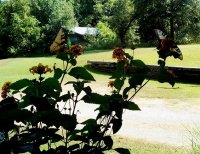 Butterflies