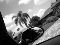 palm tree