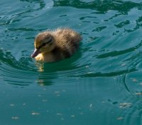 Duckling
