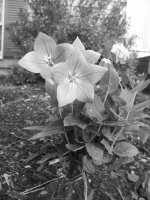 pretty flower