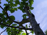 green tree