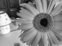 flower in grey
