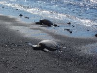 honu {the hawaiian turtle}