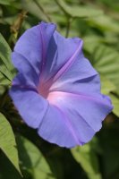 morning glory
