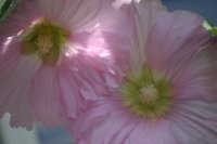 hollyhock
