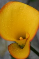 yellow calla lily