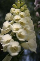 foxglove