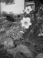 spring