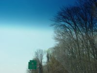 Trees In New York
