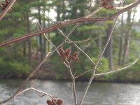 Nature of beauty
