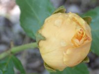 morning rose