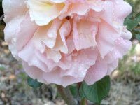 morning rose #2