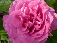 morning rose #3