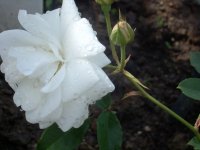 morning rose #4