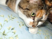 Princess my kitty.