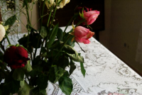 the roses