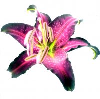 Pink Lily
