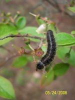 Caterpillar