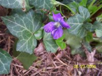 Violet