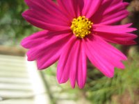 pink flower