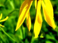 yellow flower