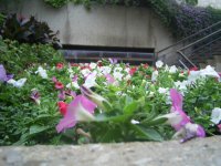April Showers Bring May FLowers