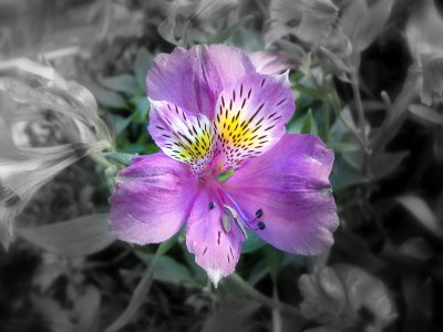 Click to view original image