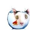 Kittie VS Fishie