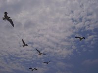 fly away