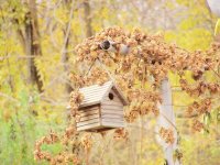 autumn birdhouse