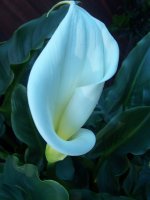 Flower.