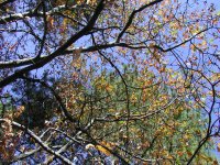 FALL