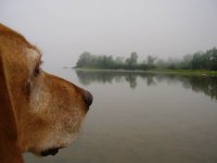my dog at the lake