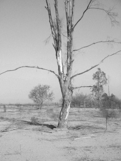 Click to view original image