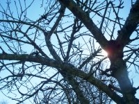 Autumn Branches