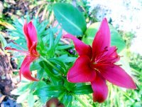 Flowers2.