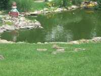 pond