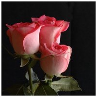 Roses