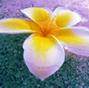 Plumeria