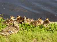 ducks