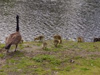ducks