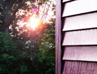 Sun through Trees