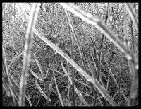 Icy Branches