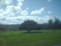 Volcano Tree