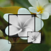 Plumeria 2