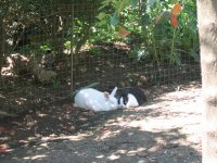 Bunny love